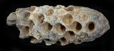 Agatized Fossil Pine (Seed) Cone From Morocco #30009-1